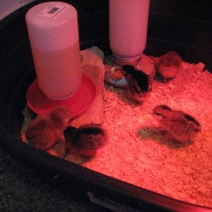 The brooder light makes everything look red.