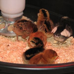 Here are the 6 girls on their first day home. The other girls came 4 days later.