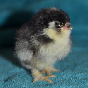 Frizzled EE/Cochin chick.