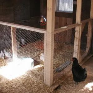 I really like this brooder/nursery/grow out pen inside the coop.  I will be doing this!