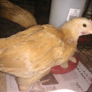 This hen looks like a Rooster?