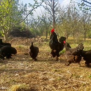 AZERBAIJAN BREEDS
AZERBAIJAN RARE BREED
BLACK MARAND 
Rare Breed Poultry
Rare Race