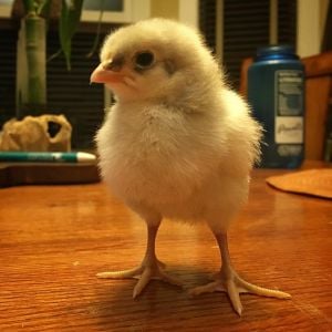Blue Andalusian Chick from MyPetChicken