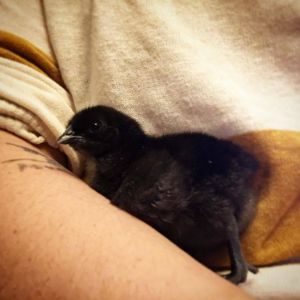 Ayam Cemani Chick hatched by me!