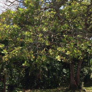 A cashew tree. Smell was like ambrosia from heaven. We brought home a bottle of cashew wine.