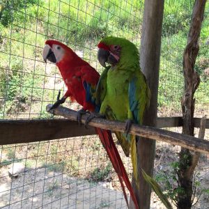 Some macaws.