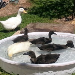 Ducklings in pool at 6 weeks