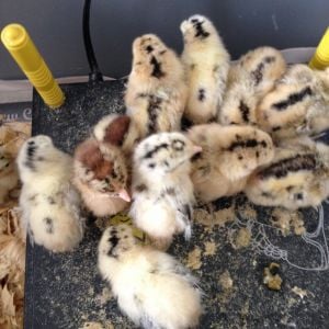 Gold and cream 3 day old East Frisian Gull