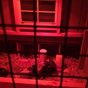First night in the coop comforted by their familiar red heat lamp.