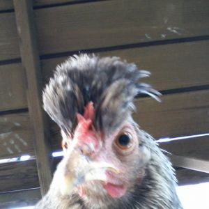 A memorial for my favorite hen curiosity. She may be gone but her legacy and memory will live on forever in our flock.