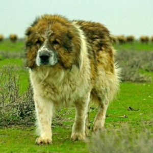 Azerbaijan dag iti 
gafgaz coban iti 
caucasian dog