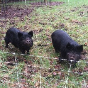 We got a mobile electric fence. The pigs are enjoying moving around once a week. The right one is our female.