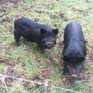 We got a mobile electric fence. The pigs are enjoying moving around once a week. The female one is on the right.