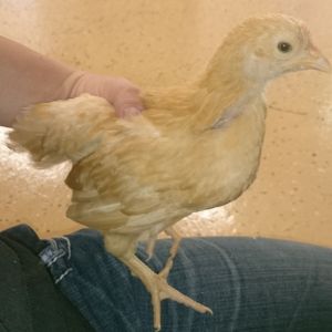 "Betty White". She was supposed to be a white leghorn but clearly isn't. I think she's a buff orpington. She's a sweetie.