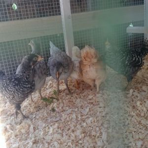 First time in their coop!
