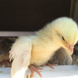 Sophia, my golden girl. One week old Delaware hen.