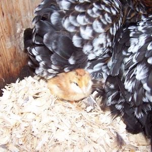 My Gold Star/Barnevelder....hoping to capture the GS beautiful terra cotta eggs to add to the Barnevelder genes. We'll see :D