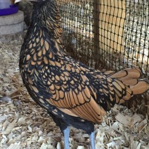 My Sebright/mix pullet "Pretty" at 15 weeks old