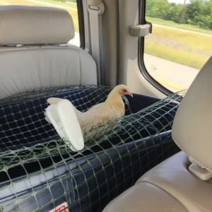 (Old English Game pullet)- Diva likes to watch out the window while riding along.