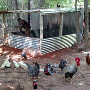 Built new brooder house.  Holds 2 hens.