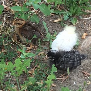 Almost 3 weeks old and getting some foraging time.