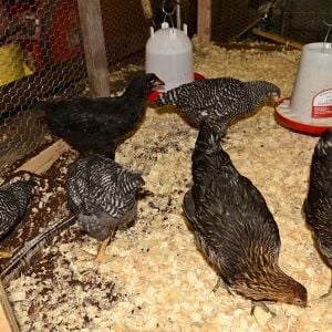 My 12 week old flock, still in their teenage brooder.  Will be introduced to the "big" girls pretty soon.  There are 3 barred rocks and 3 black sex-linked.  Outside are 3 brown sex-links, 1 gold laced wyandotte and 1 silver phoenix... all 3 1/2 years old.
