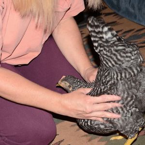 Betsy, a 12 week old Barred Rock, doing who knows what?  She does this when I pet/massage her back!!  LOL!