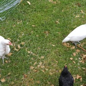 Left white: Henrietta (possibly Henry), Right white: Florette, and Bottom black: Fifi (possibly Franklin).
