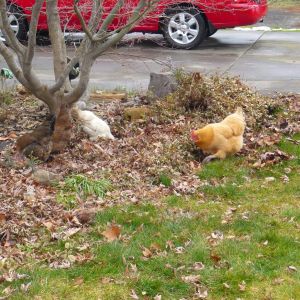 Our chickens wandered into our front yard.