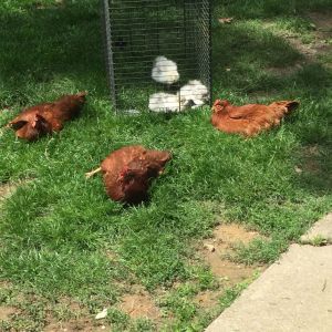 This is a pic of my three chickens that are EE and Rhode Island Red mix. Roada, Holly, and tootsie after a tootsie roll cuss she is so sweet. With the four silkies I just got in the background in a cage to keep them here being in a new surrounding.