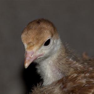 Bourbon Red poult