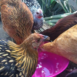 Even though there's water always available in their coop they love when I fill this pink bowl up with ice water on warm days