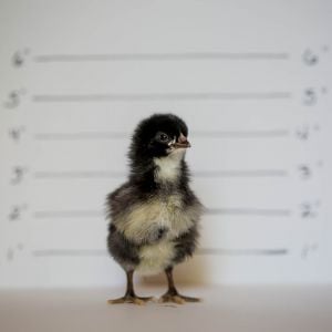 BARRED PLYMOUTH ROCK