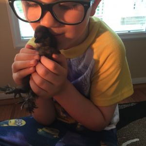 One of my grandsons with his baby silkie Shooting Star.