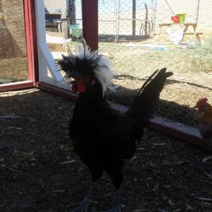 White crested black polish bantam rooster