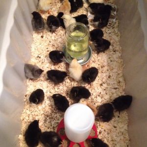 I incubated 47 eggs this spring and 40 chicks hatched! They started hatching on May 29th and are now three weeks old.