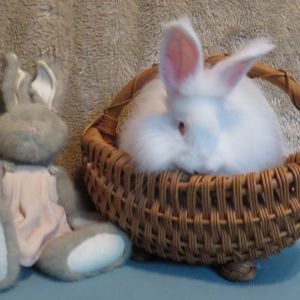 OMG!  It's Abby Rose, my pedigree German angora doe!  Well she's only 9 weeks old in this picture, I guess I can't trust her to stay in the basket forever lol!