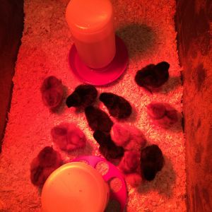 I wanted 3 chicks to start but Tractor Supply requires you to buy 6. My husband, the farmer said that I should get 12 because they rarely all survive. That's a lot of eggs for 2 people! We have 6 Long Island Reds, the Rhodas and 6 Black Sex Link, the Bettys. I cannot imagine ever being able to tell them apart! They started out in my tack room in a large plastic container which they quickly outgrew. We then fashioned a brooder out of 2 large moving boxes. I was unprepared for the mess that they would make in my tack room. Dust everywhere!! I decided I had to just let of my standards of clean until they moved out!