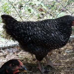 Gertrude, the barred Plymouth Rock