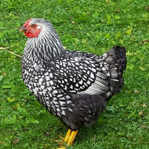 Silver Laced Wyandotte, 18 weeks old.  She has started to lay eggs