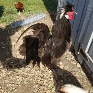 Here's the last rooster, Nugget. He is also a Polish chicken.

For more on the Savage Farm, visit:
ciannasavage.blogspot.com