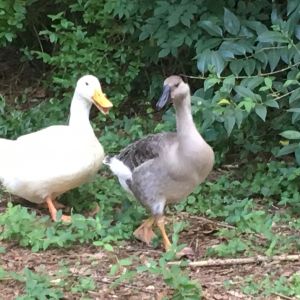 These two are always together.  Webberz the Duck and Millie the Goose.