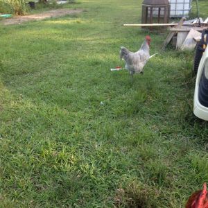 Lavendar Orpington rooster, hatched August 2015
