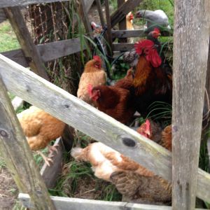 Mixed flock Americauna hens, Golden Comet hens, Rhode Island Red hen, Black Orpington / New Hampshire rooster. All kept freerange in yard.