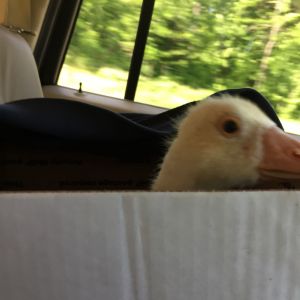 New goose