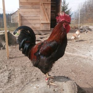 Marans rooster