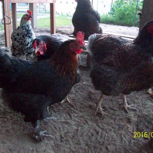 *KFC is a Marans hatched by *Cordon. Received fertile eggs from a friend. *Atilla is the BLRW  to the right.