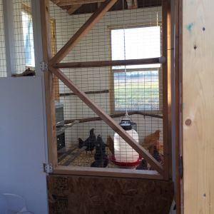 Interior gate separating the chicken from the feed and supplies.