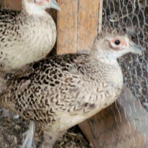Two hen F1 Kansas ring-necked pheasants