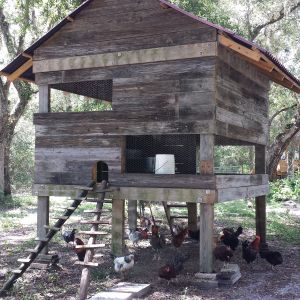 My Chicken Coop built from reclaimed wood. It took about 3 months to build and features a Brinsea automatic door opener, gravity feeders and about 2 dozen nesting boxes.